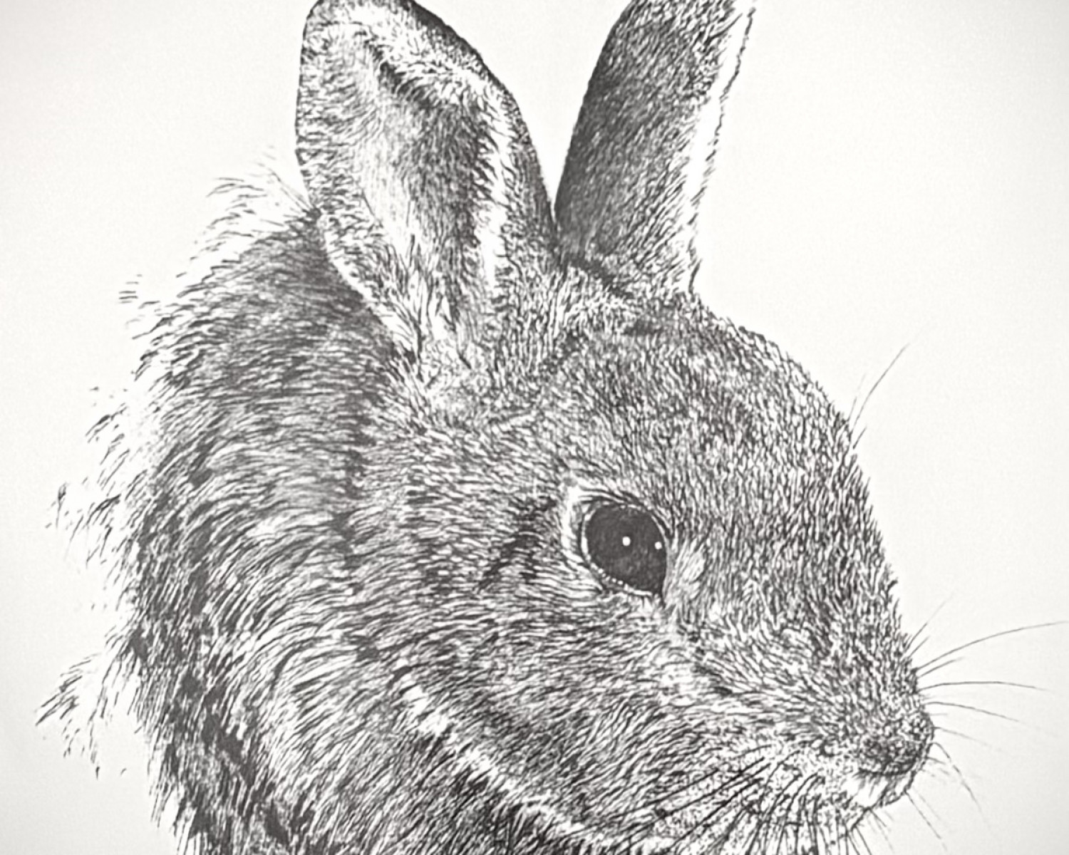 Rabbit